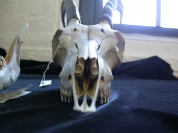 Media type: image;   Mammalogy 61368